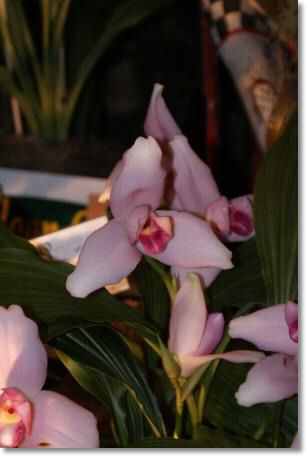 Neu-Ulmer Orchideentage 2012 047.jpg